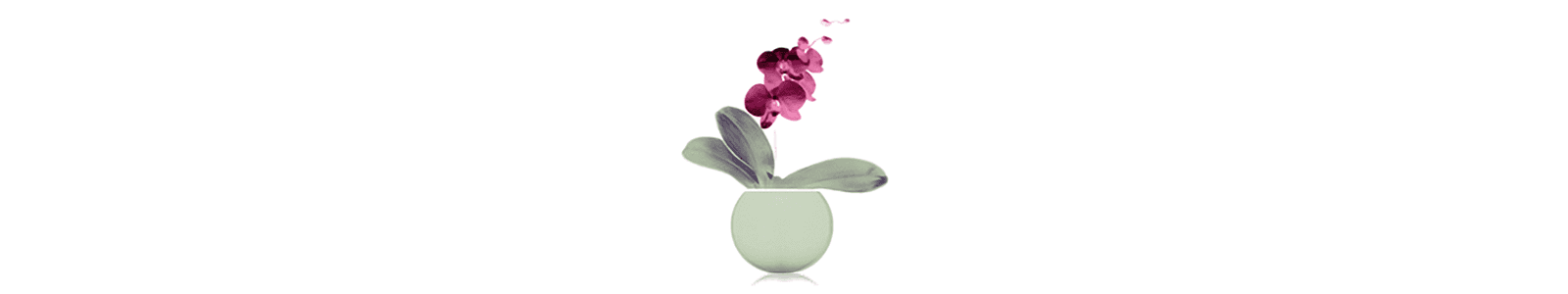 Sheila Flaherty’s author logo: an orchid in a celadon-colored pot.